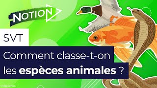 La classification des animaux comment ça marche [upl. by Catha449]