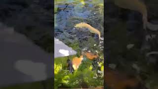 Arowana Feeding Time  Arowana Community Tank  Fish Feeding [upl. by Tiertza]