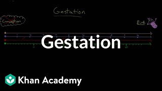 Gestation  Behavior  MCAT  Khan Academy [upl. by Kaitlin]