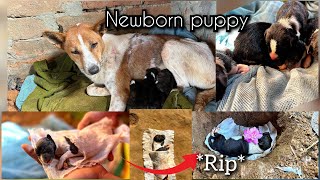 Nikki Giving Birth first time newborn puppies  Zindagi Or Maut ki Ladai [upl. by Lerner]