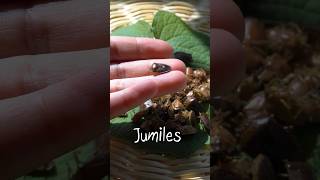 JUMILES insectos comestibles de Taxco Guerrero shorts [upl. by Viv]