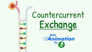 Countercurrent Exchange Mechanism in Kidney Animation  How Medulary Hyperosmolarity is Maintained [upl. by Aihselat]