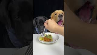 Just Be Quiet And Enjoy The Delicious Food Labrador and Golden Cute Pet Debut Plan [upl. by Nichole297]