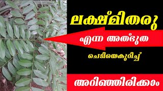 ലക്ഷ്മി തരു എന്ന അത്ഭുത ചെടിയെകുറിച്ചു അറിഞ്ഞിരിക്കാൻSimarouba glauca  Laxmitharu [upl. by Melva228]