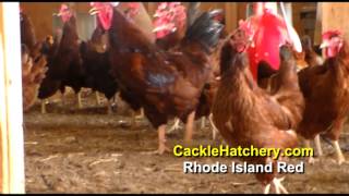 Rhode Island Red Chicken Breed Breeder Flock  Cackle Hatchery [upl. by Adamina]