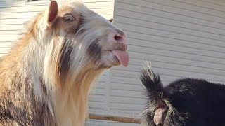 Billy goat uses his tongue to quotwooquot his mate [upl. by Sargent]