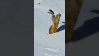 Clever Fox Hunting Technique 😲 [upl. by Nikolia]