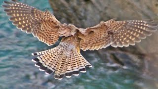 Kestrel Hunting and Hovering  Faucon Crécerelle Vol Stationnaire [upl. by Aiuqal297]