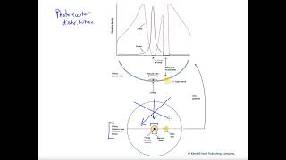 2Minute Neuroscience Phototransduction [upl. by Giovanni]