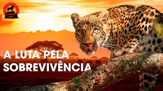 SAVANA AFRICANA  Predadores Brutais e Paisagens Majestosas  Documentários de animais [upl. by Heck203]