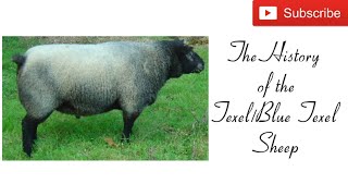 The History of the TexelBlue Texel sheep sheephistory [upl. by Lemcke]