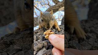 Teeth chatter in Slow Motion with V the Shy Squirrel animals photography amazing sound reels i [upl. by Francis]