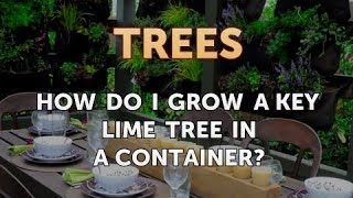 How Do I Grow a Key Lime Tree in a Container [upl. by Claretta266]