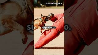 German Shepherd vs Belgian Malinois The Ultimate Guard Dog Showdown [upl. by Iahk]