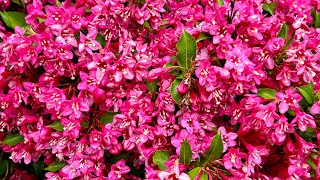 Beautiful Weigela Shrub [upl. by Arihaz888]