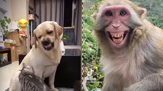 Dog Sound  Dog Funny Video  Dog  Dog Cartoon in Hindi [upl. by Genevieve739]