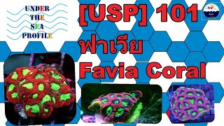 USP 101 Favia coral ปะการังวงแหวน [upl. by Vincenz]