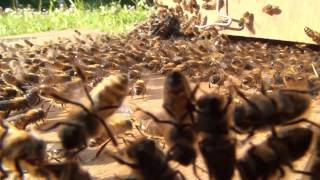 Abeilles Essaim posé sur une branche de genèvrier [upl. by Ellednahc231]