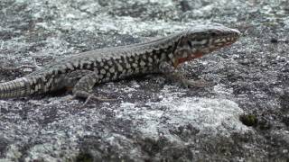 Lézard des murailles  Podarcis muralis [upl. by Airotal]