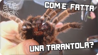 COME FATTA UNA TARANTOLA  Anatomia del ragno [upl. by Raycher]