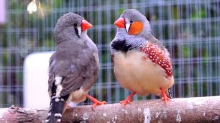 Zebra Finch  Hamerton Zoo Park [upl. by Meadow877]