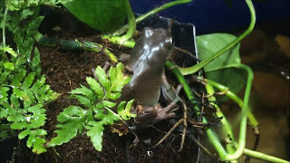 Dumpy tree frog 55 gallon enclosure [upl. by Camile155]