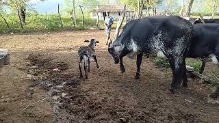 EM BARCANDO AS VACAS VENDIDA QUE VAI PA BAHIA HOJE [upl. by Kannav]