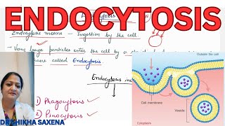 Endocytosis Types Phagocytosis Pinocytosis mechanism clathrin mediated endocytosis [upl. by Aicitan824]