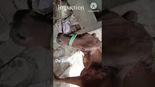 Impaction  Bloat  Band Lagna  Abdominal Pain in Cattle and Buffalo cow [upl. by Sass]