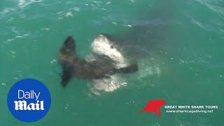 Jawdropping moment a great white shark catches a seal [upl. by Hguh]