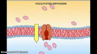 Difusión facilitada proteínas transportadoras [upl. by Anik]