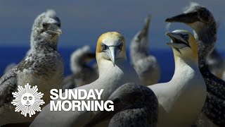 Nature Gannets in New Zealand [upl. by Yoshio]