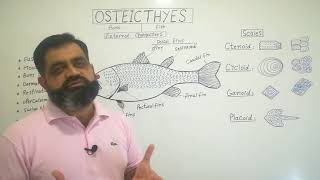 Bony Fishes English medium profmasoodfuzail OstiechthyesTypes of Scales of FishTypes of fins [upl. by Buyers15]