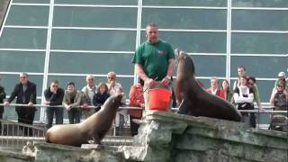 Zoo Stuttgart Wilhelma Seelöwenfütterung komplett [upl. by Thomas]