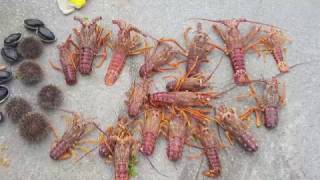 Akaroa Dive  Crayfish Paua amp Kina February 2017 [upl. by Tubb721]