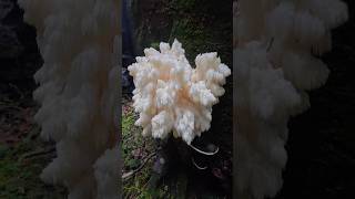 Cool looking big mushroom on Paul Peak Trail  Mowich Lake Road Washington [upl. by Nelaf]