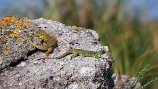 Le lézard ocellé  une espèce soumise aux aléas climatiques [upl. by Ahsieyn]