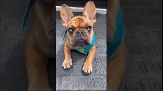 Who is eating the dogs ￼Funny Mischief Cute Dog Trending Viral TikTok ShortsShortfeed [upl. by Draper]