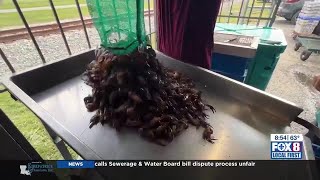 Crawfish prices beginning to slowly drop [upl. by Rand]