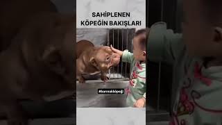 Köpek Sahiplenmek [upl. by Aimej]