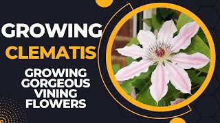 Clematis Care 101 A StepbyStep Guide to Growing Gorgeous Vining Flowers [upl. by Enoval174]