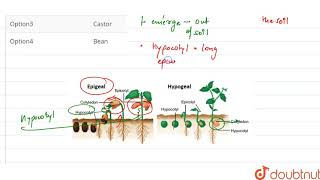 Germination is hypogeal in [upl. by Inverson750]