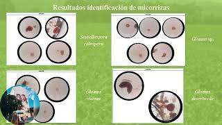 Evaluación de las micorrizas en el rendimiento agronómico de la espinaca Spinacia oleracea L [upl. by Nalym]