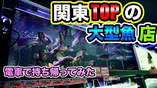 関東の大型熱帯魚ショップ訪問amp熱帯魚購入お持ち帰り！ピライーバがデカすぎた！アフリカ肺魚 スネークヘッド 大型バルブ ダトニオ ナマズ多種紹介！ [upl. by Selry385]