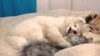 Baby Samoyed amp baby Maine Coon funny [upl. by Esened]