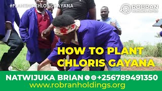 HOW TO PLANT CHLORIS GAYANA ll Natwijuka Bian 256789491350 [upl. by Gaul69]