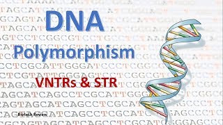 DNA Polymorphism  VNTR  STR [upl. by Mandell]