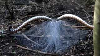 quotBegging for Lovequot Lyrebird mimics car alarm human speech and courtship act [upl. by Lomax]