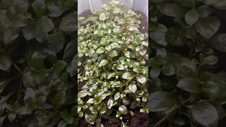 Ludwigia Repens Emersed 1 Month Update 2nd tub 🌱 [upl. by Nnyliak]