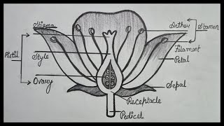 How To Draw Longitudinal Section Of Flower  How To Draw Flower Diagram  Step By Step [upl. by Llehsam]